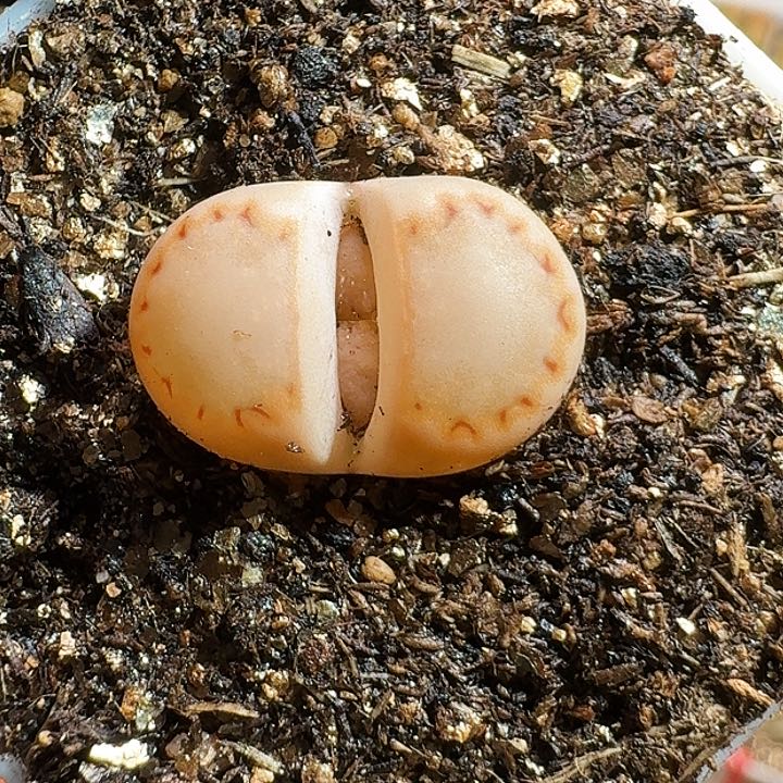 生石花111111111。    205