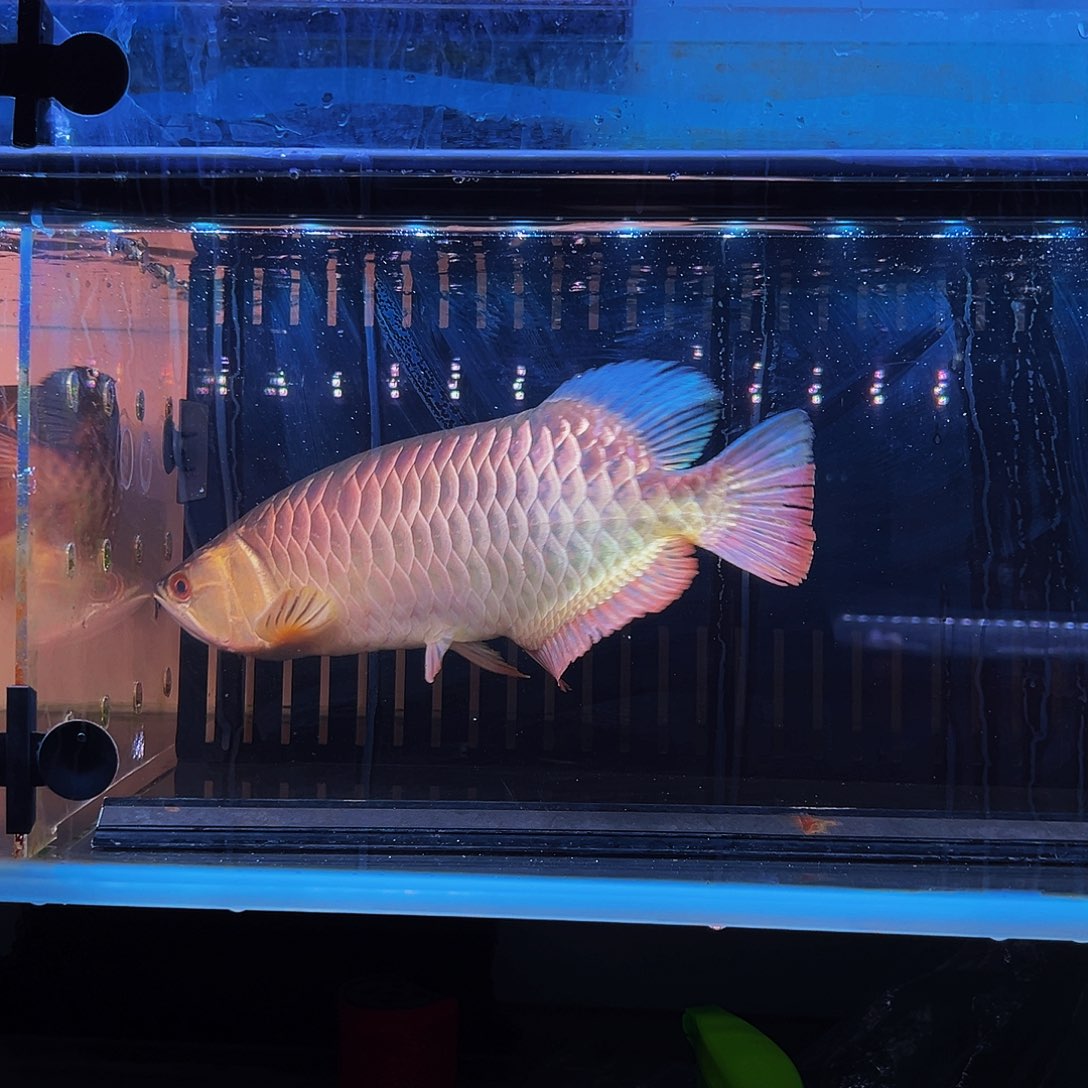 龙鱼天**乐马来西亚古典蓝底过背