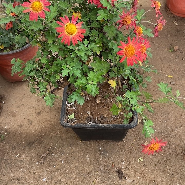 幸***随38菊花菊花菊花菊花