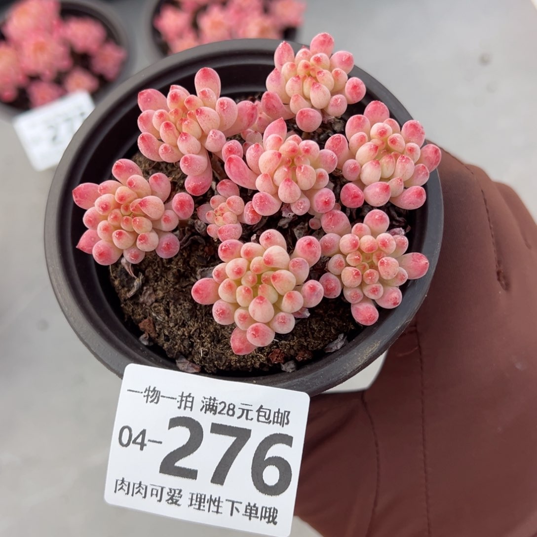 烟花多多肉多肉多肉