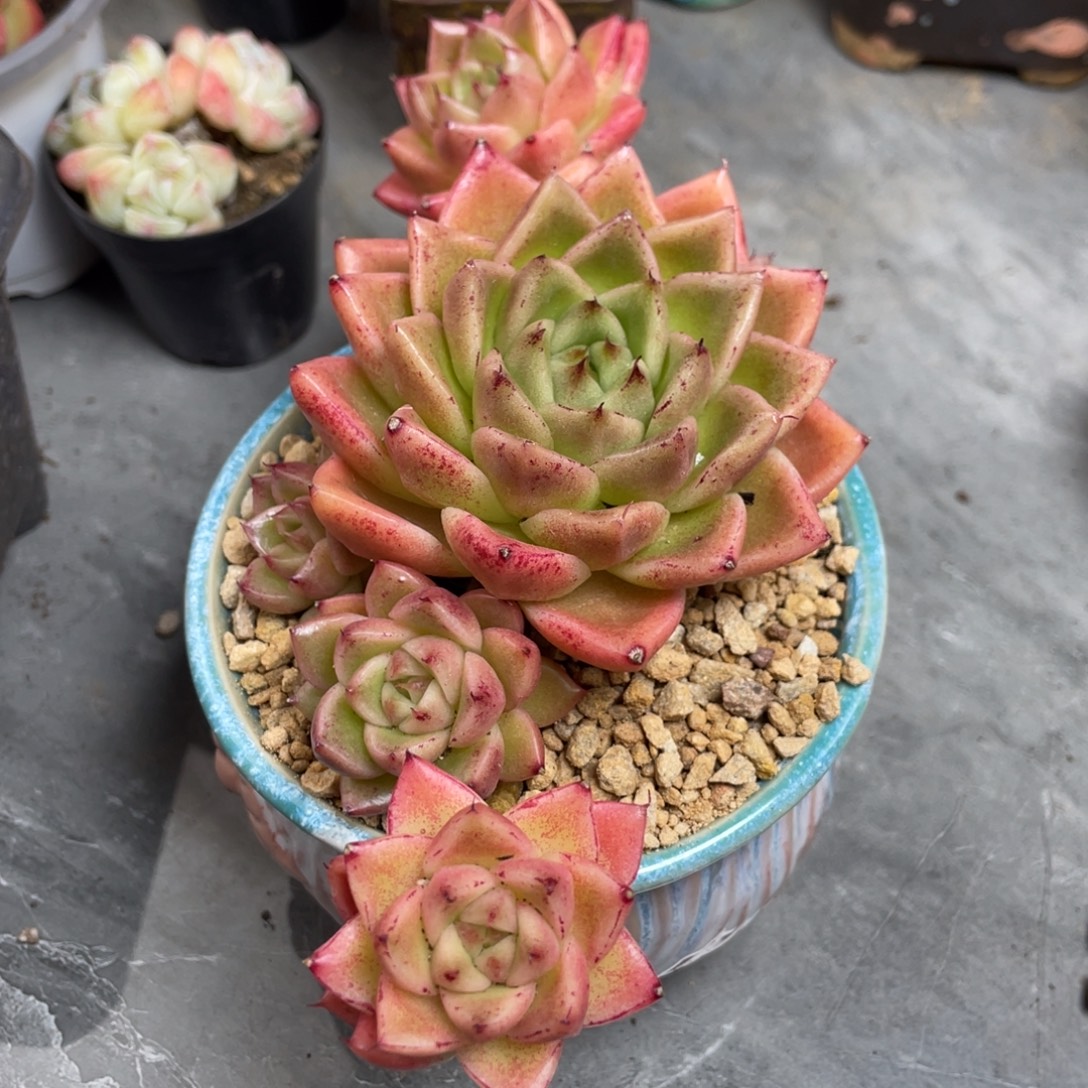 东云飘枝大群生满35包邮