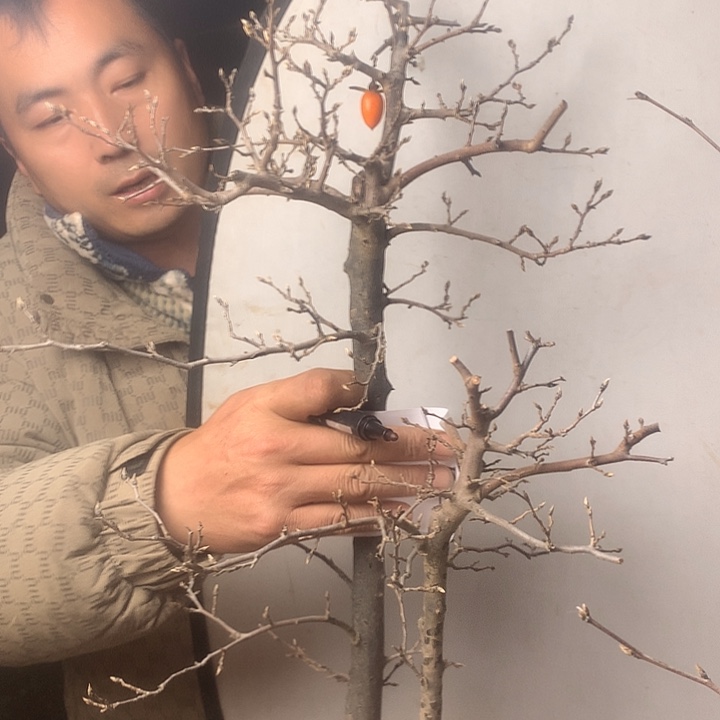 四***爺无花朵我们的目标