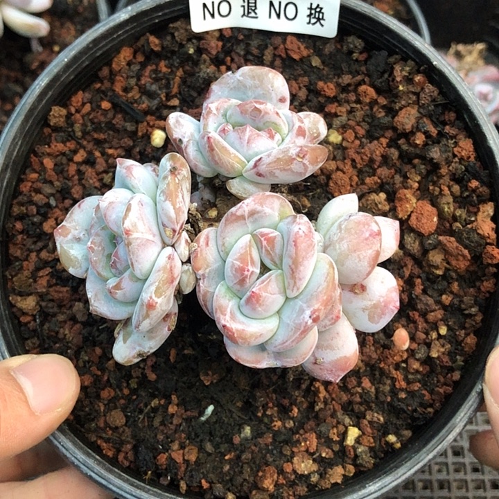 星影石榴籽福利出咯 497