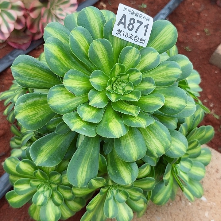 多肉法师翡翠琉璃