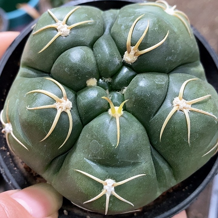 孤品实生日系五棱复棱高木海王