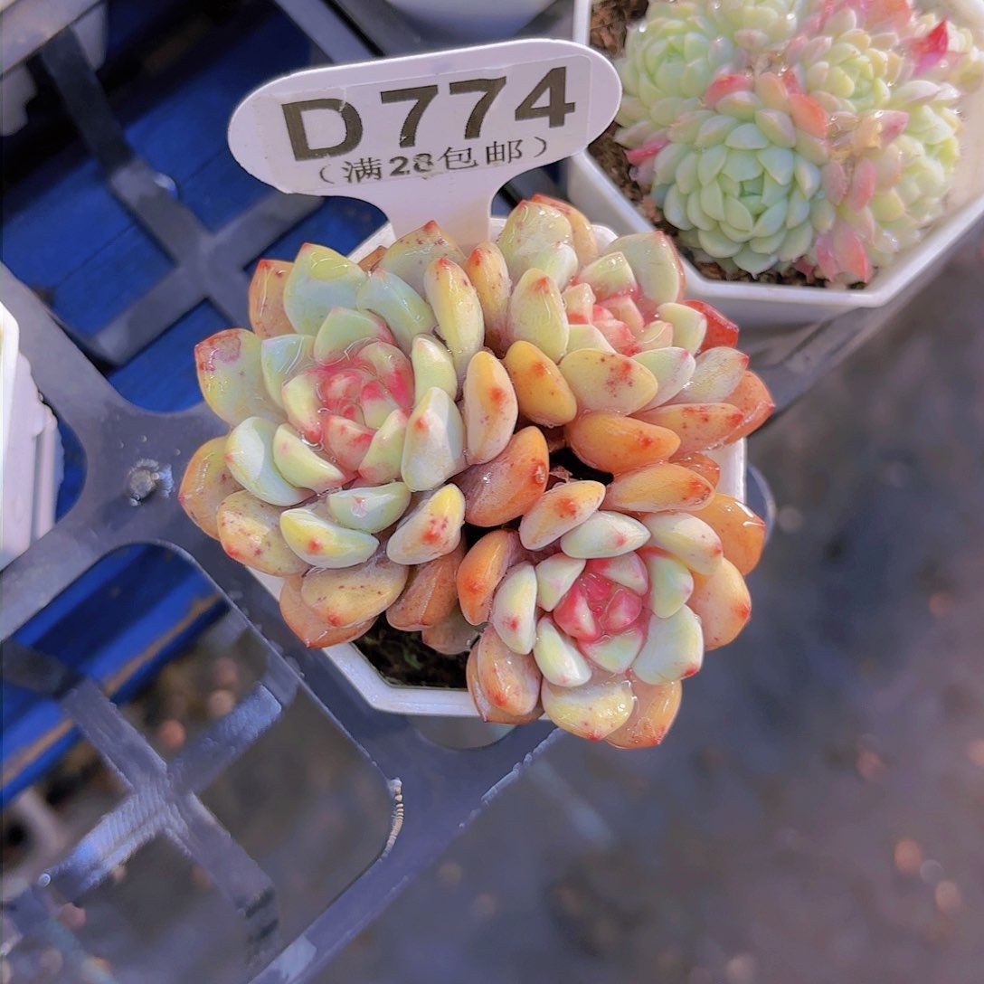 D774勿忘我一物一拍