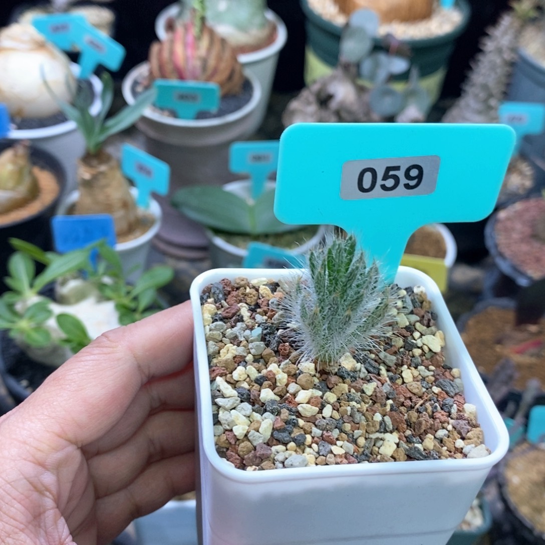 沃特山大型金刚钻