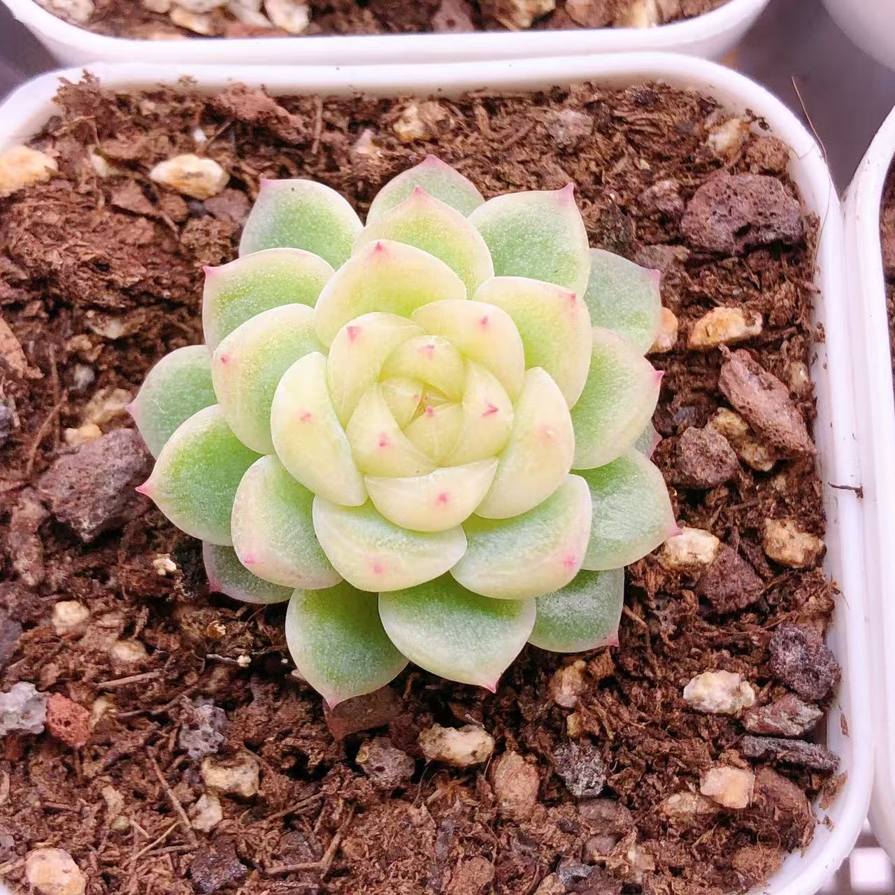 多肉植物  五方盆小号泼天富贵一颗 （尺寸2-3左右）满28包邮除偏远