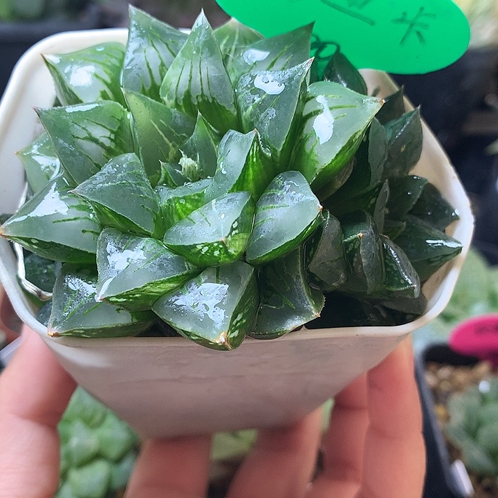 莫迪卡带锦一物一拍