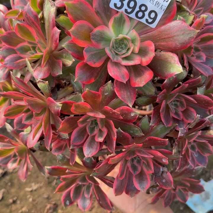 3989浣纱多肉植物