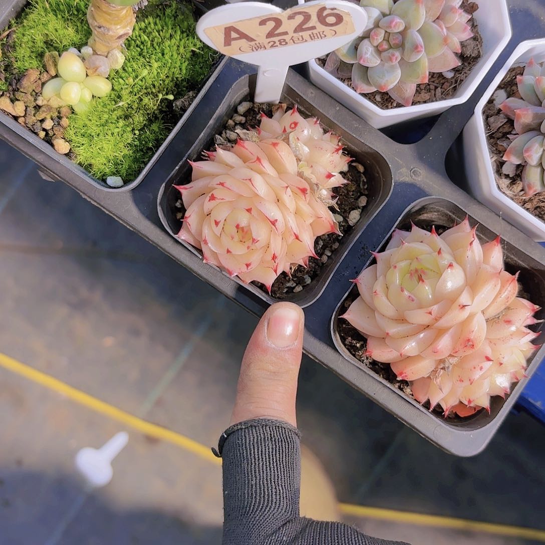 A226枫霏一物一拍