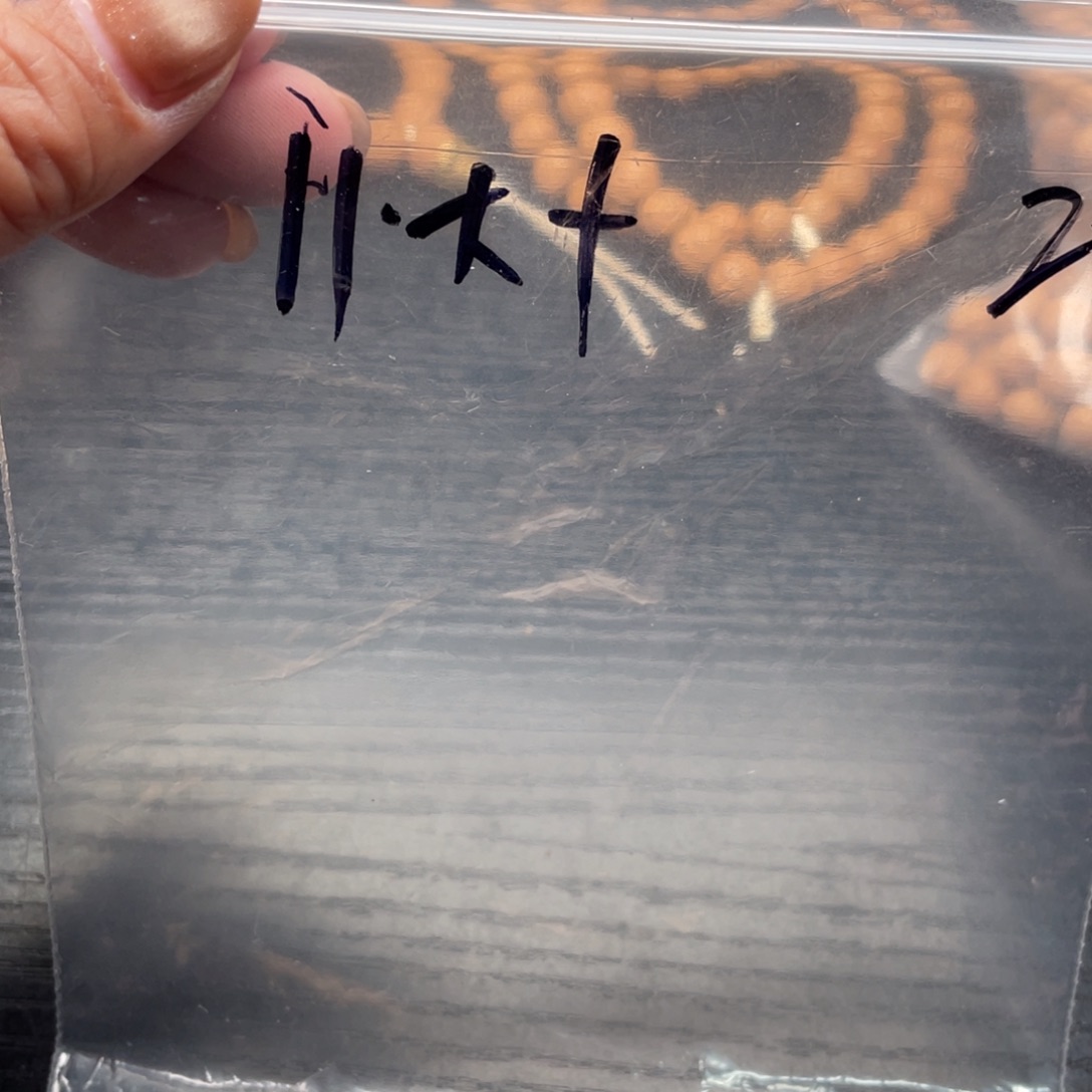 【闪购商品】蒋**生散子不退不换