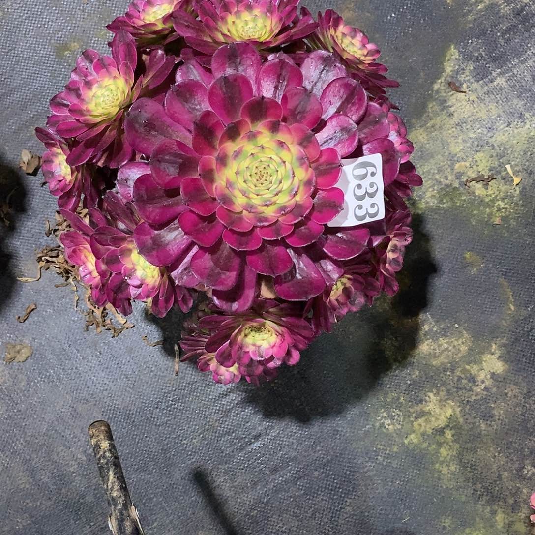 美姬变异633多肉法师植物