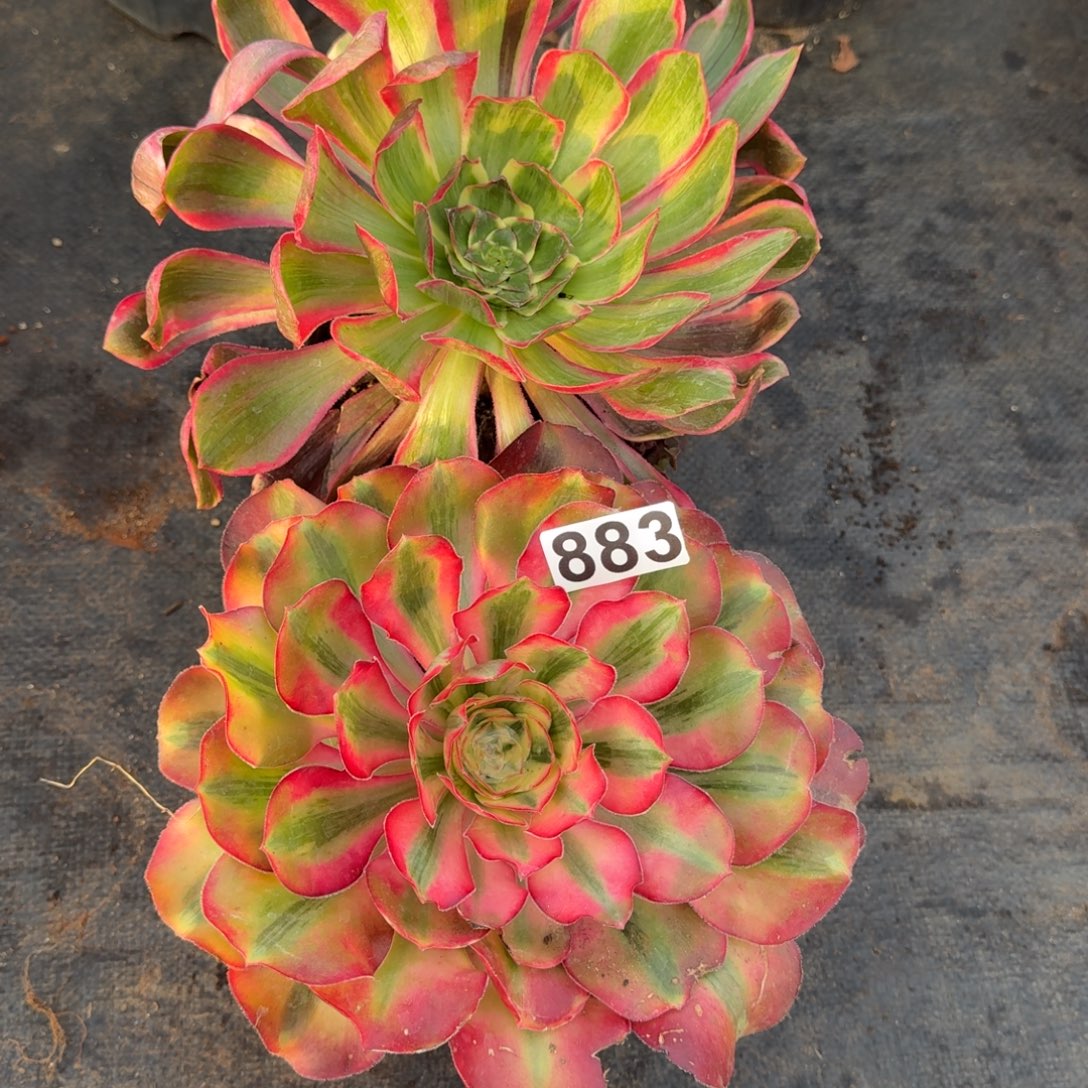 883多肉植物两颗一组