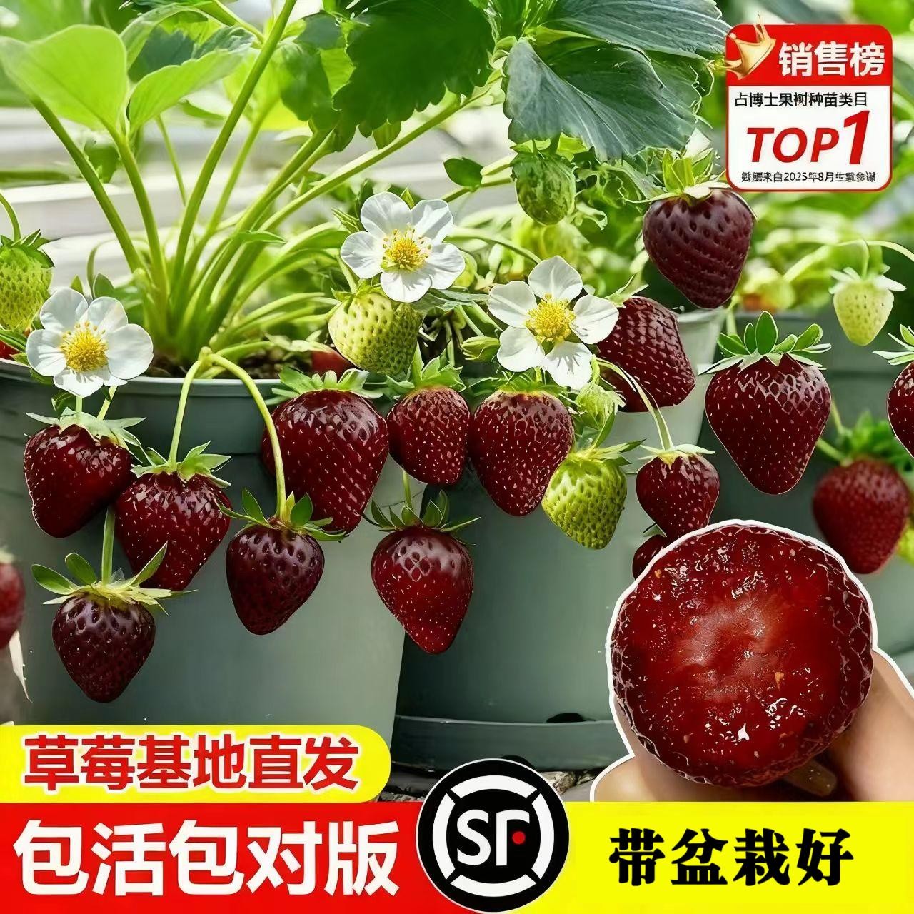 草莓苗盆栽黑珍珠原盆原土苗