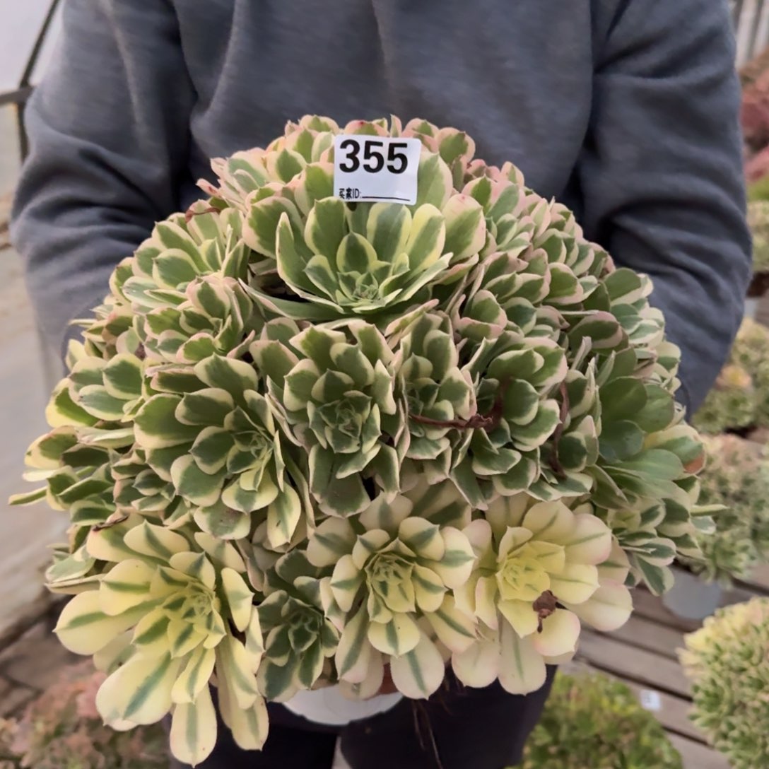 355白凤多肉植物