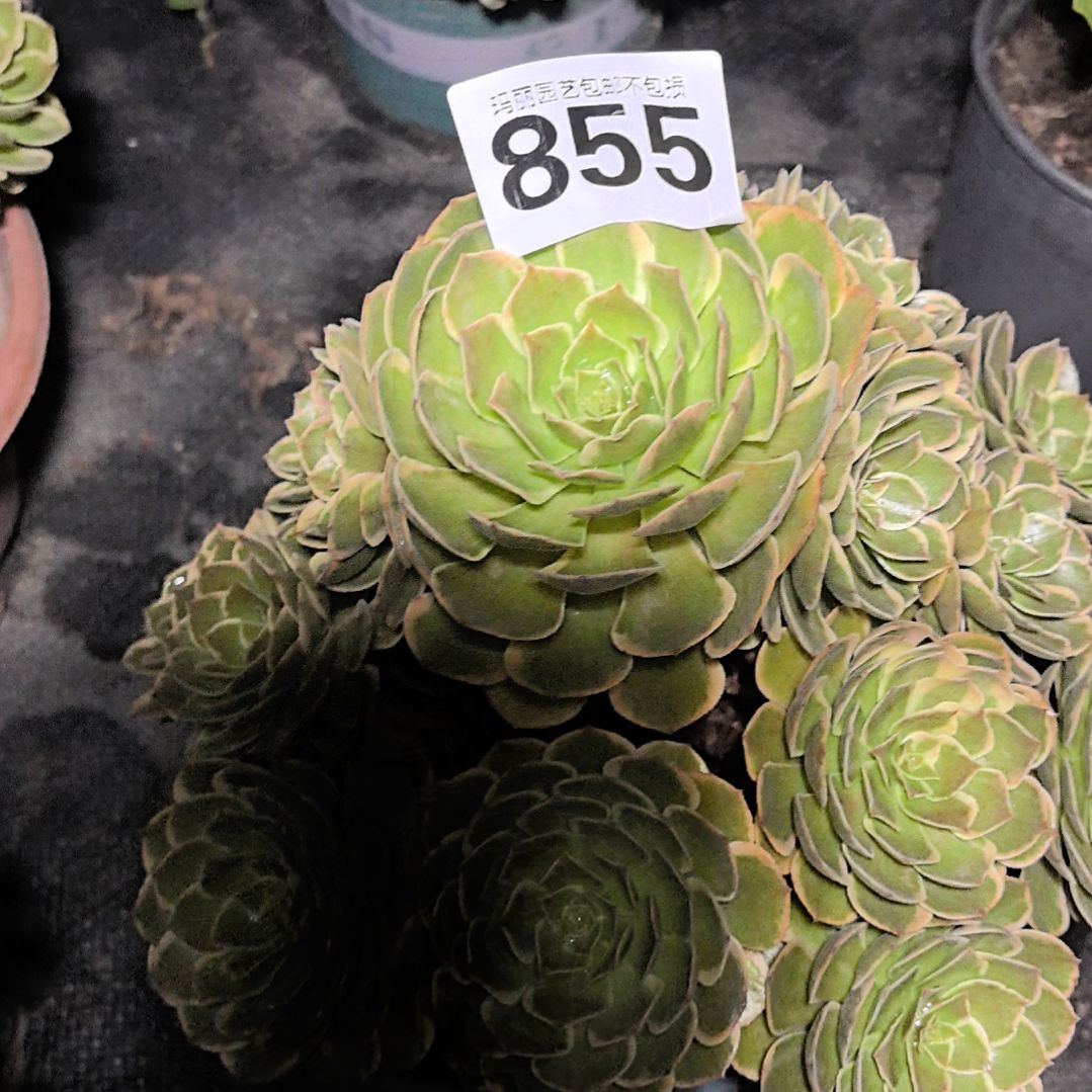 855粉花妖3-6花花法师