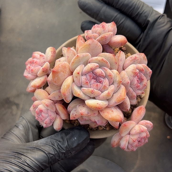 8头星影带盆发的时候