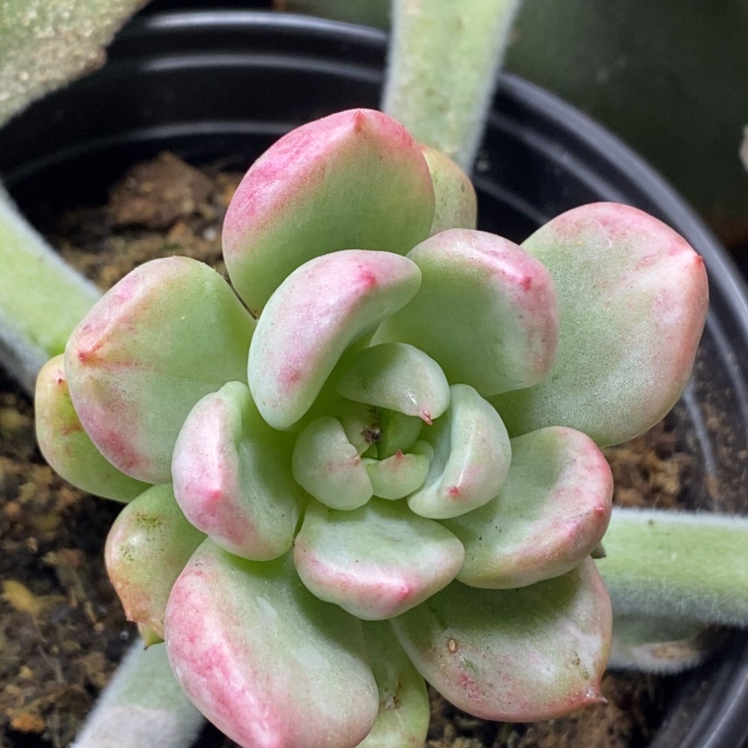 758奶油鳄梨锦单头嫁接的