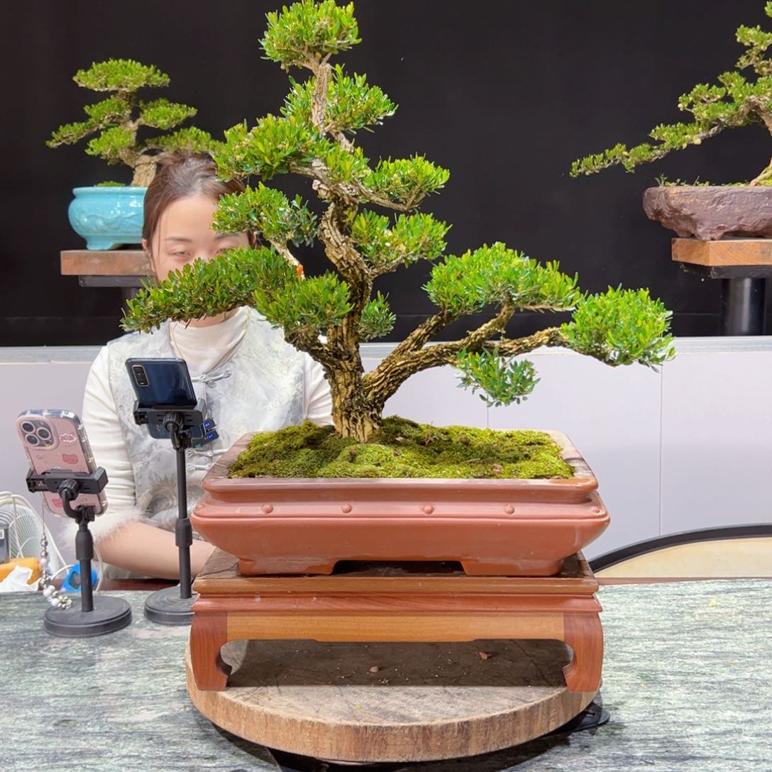 四季常青老桩黄杨盆景