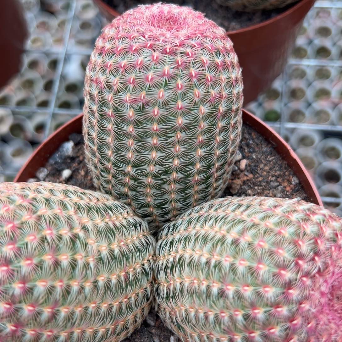 橙***乐零零落落 零零落落