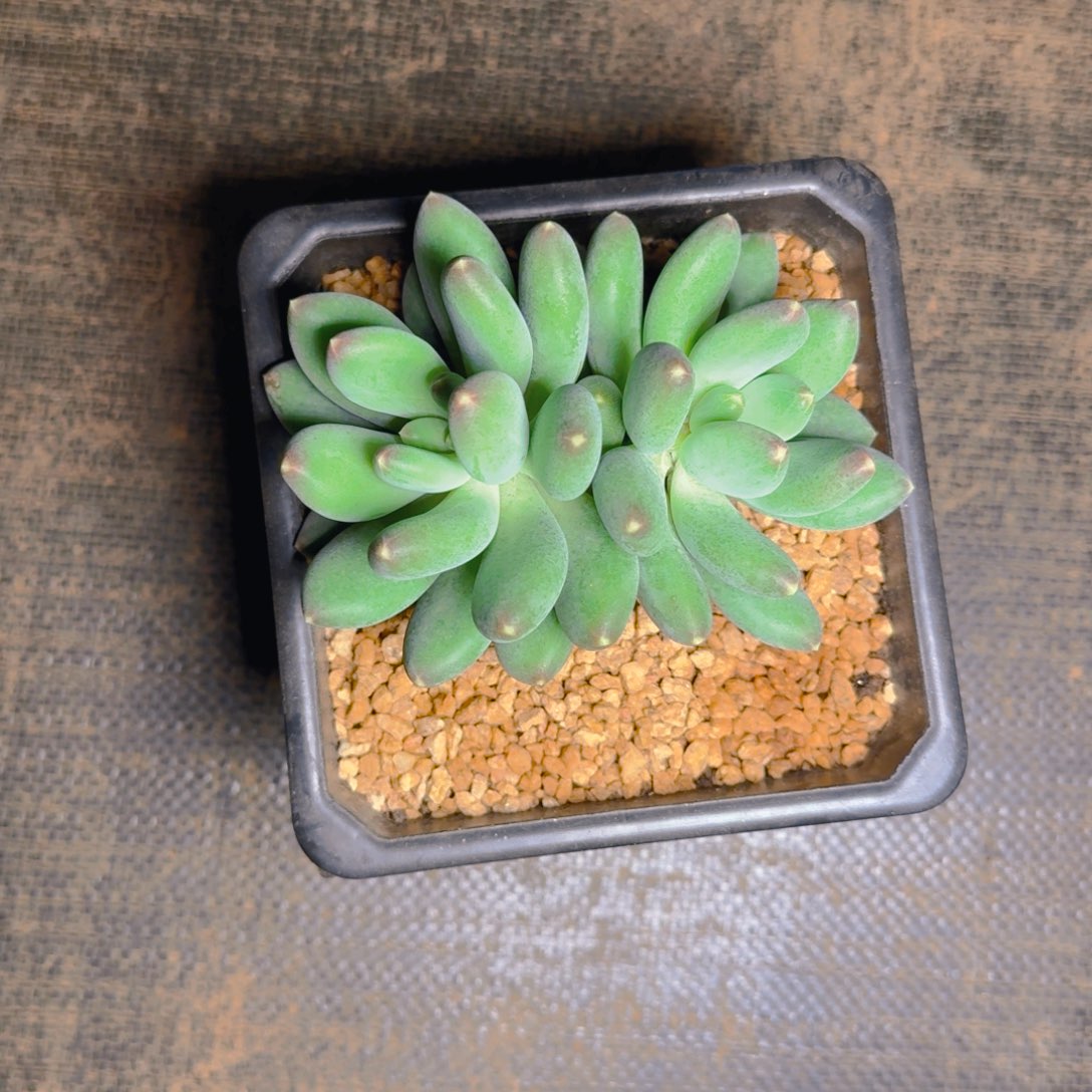 筱***筱小小发货多肉1111111111