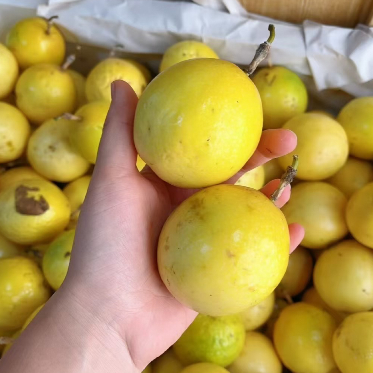 新鲜百香果一盒（约500g）
