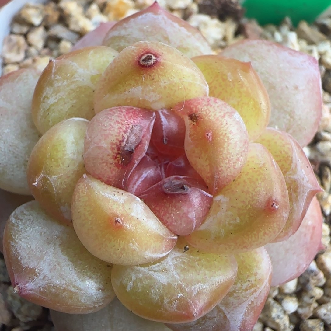 多肉228   糖心  5厘米盆