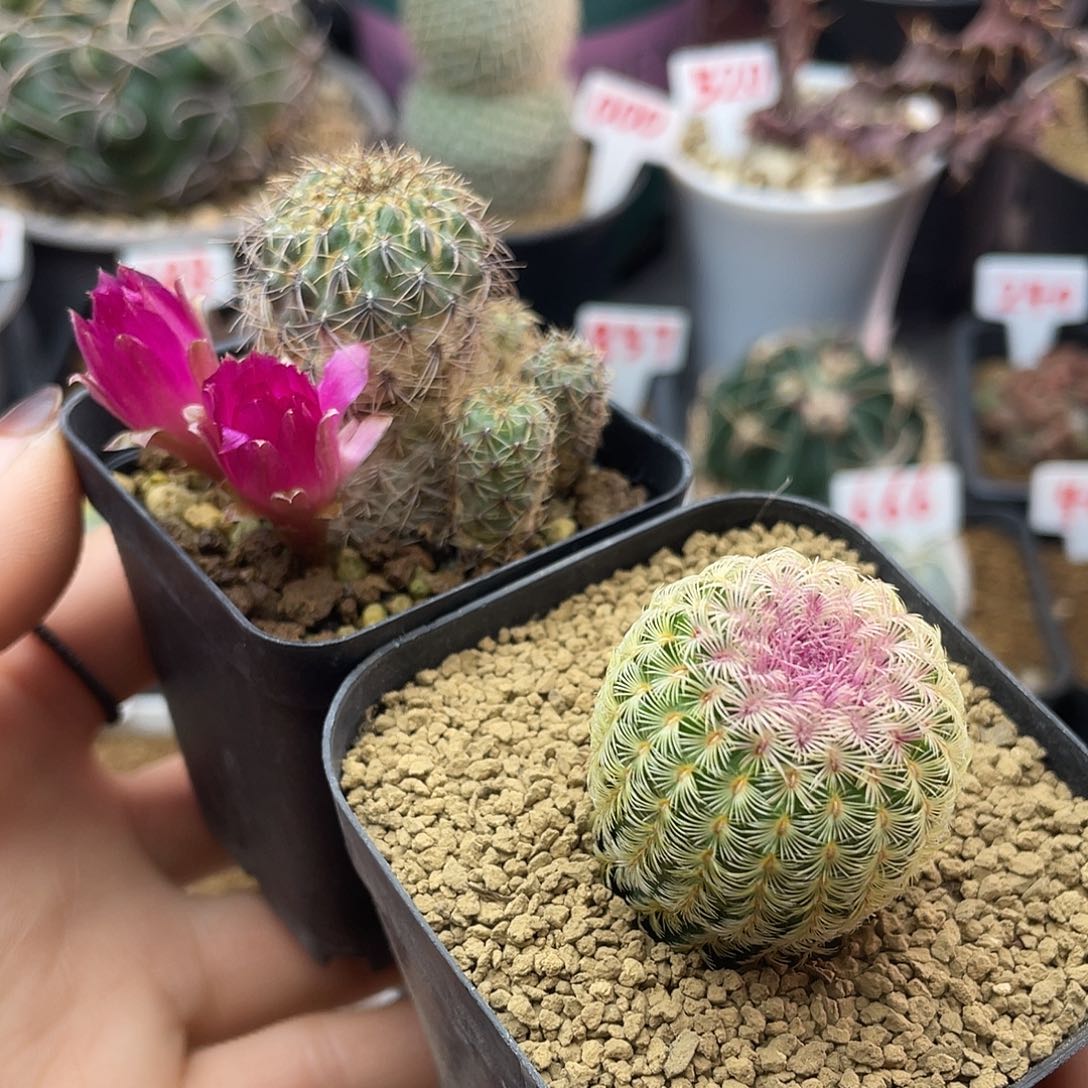 实生两颗福利仙人球