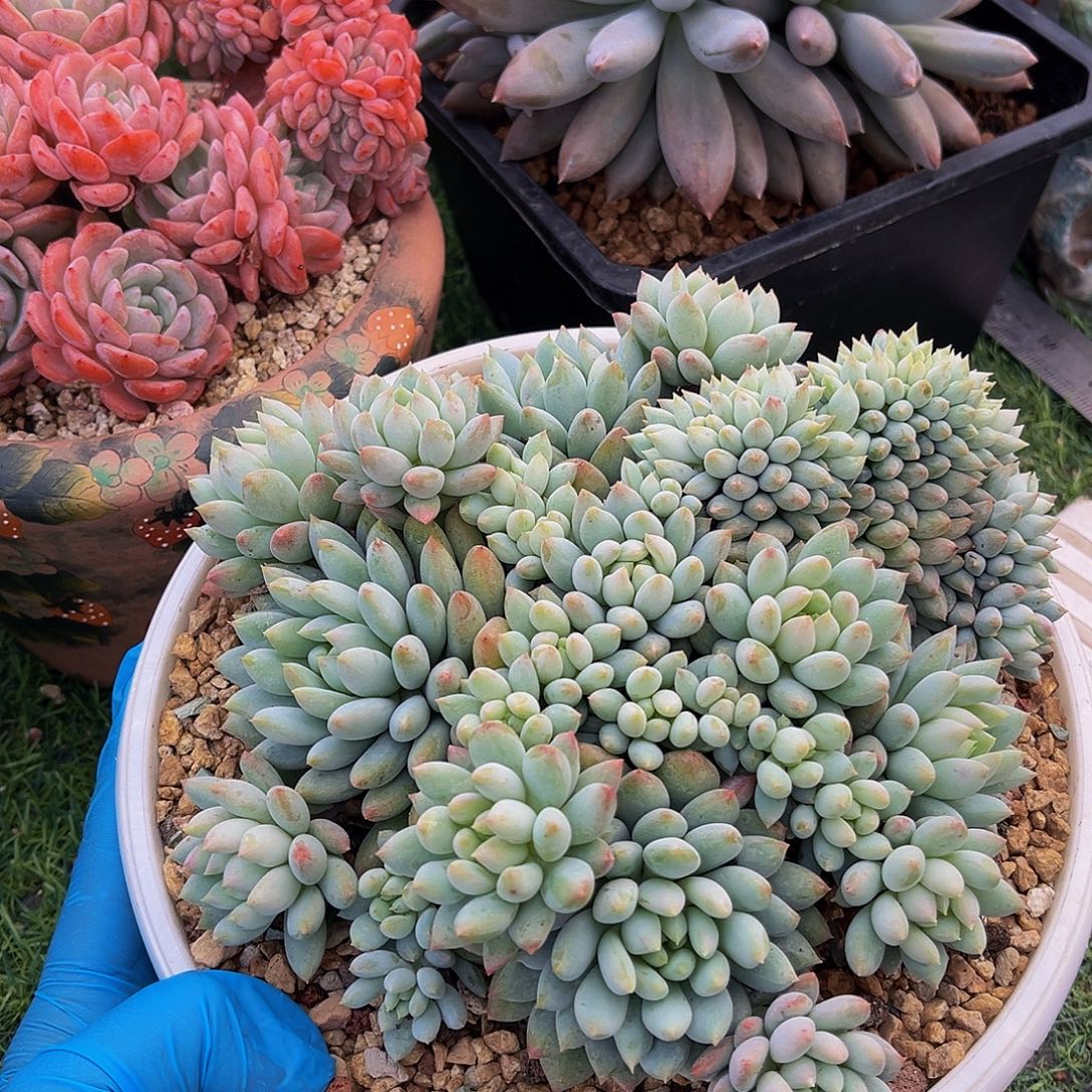 明珠缀化一物一拍