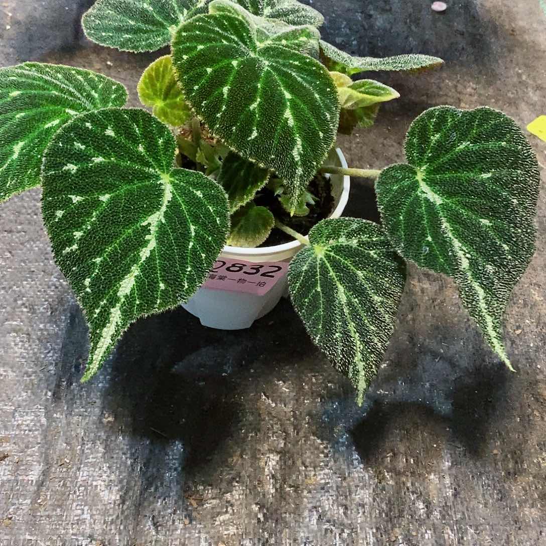 不开花植物我****了秋海棠832