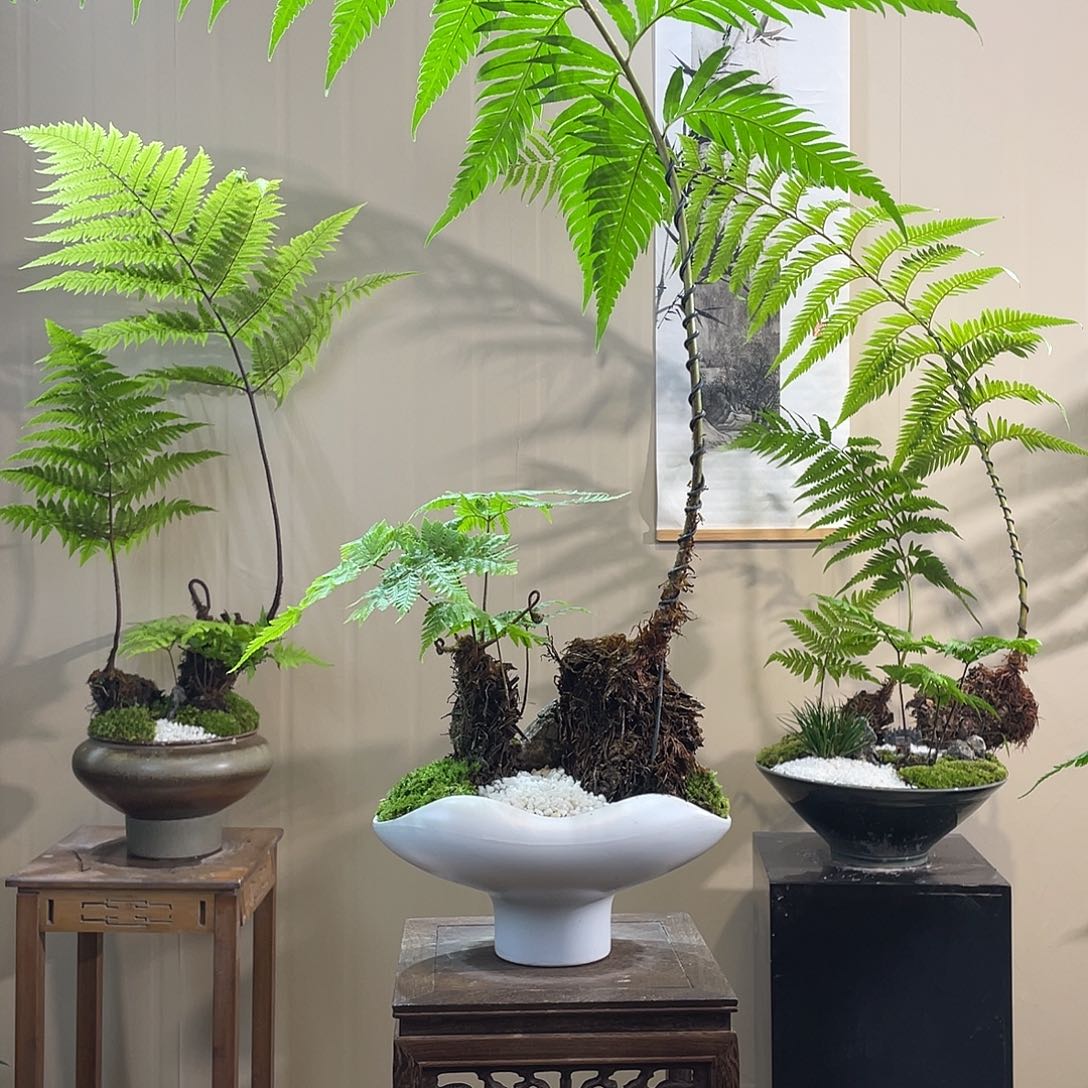 【闪购商品】惊*蕨类