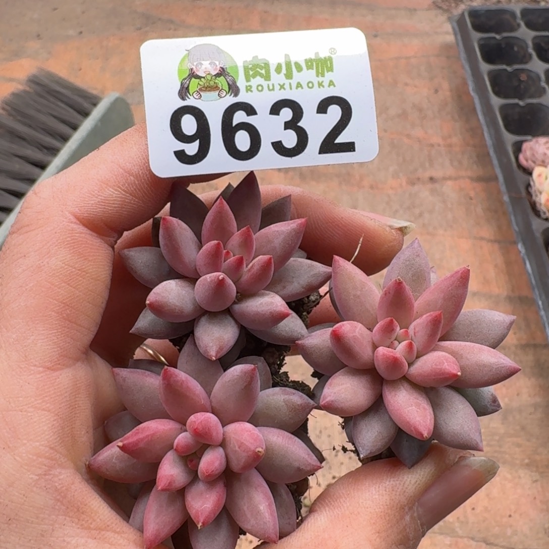 多肉植物多肉植物