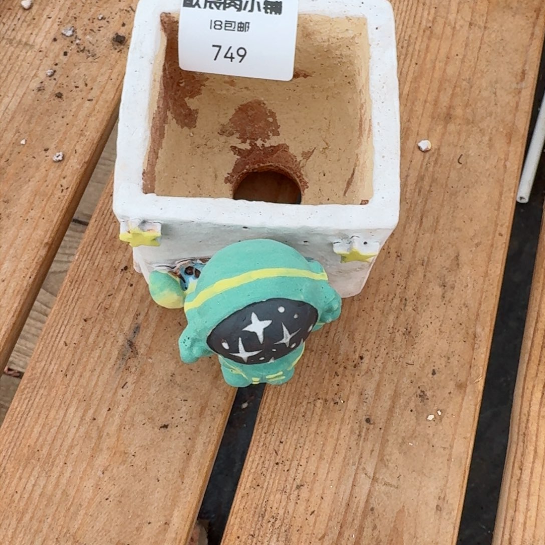 多肉植物 新年快乐盆749