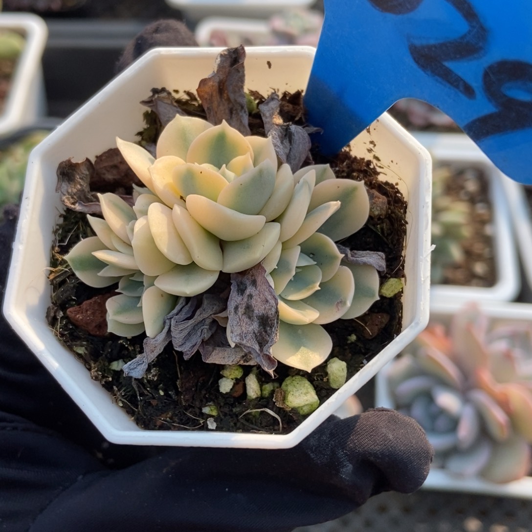 2029鲁氏锦多肉 植物