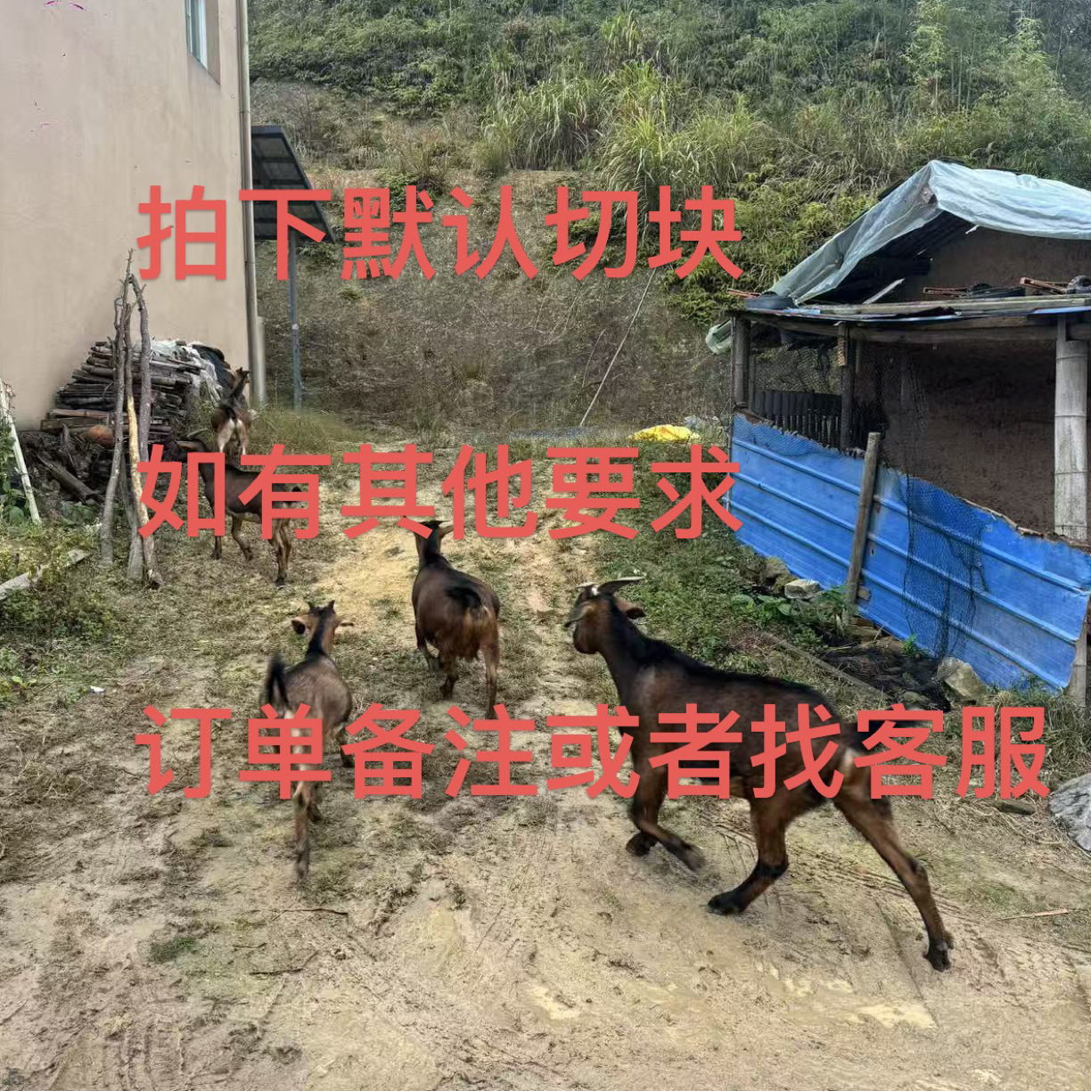 闽侯高山放养羊肉