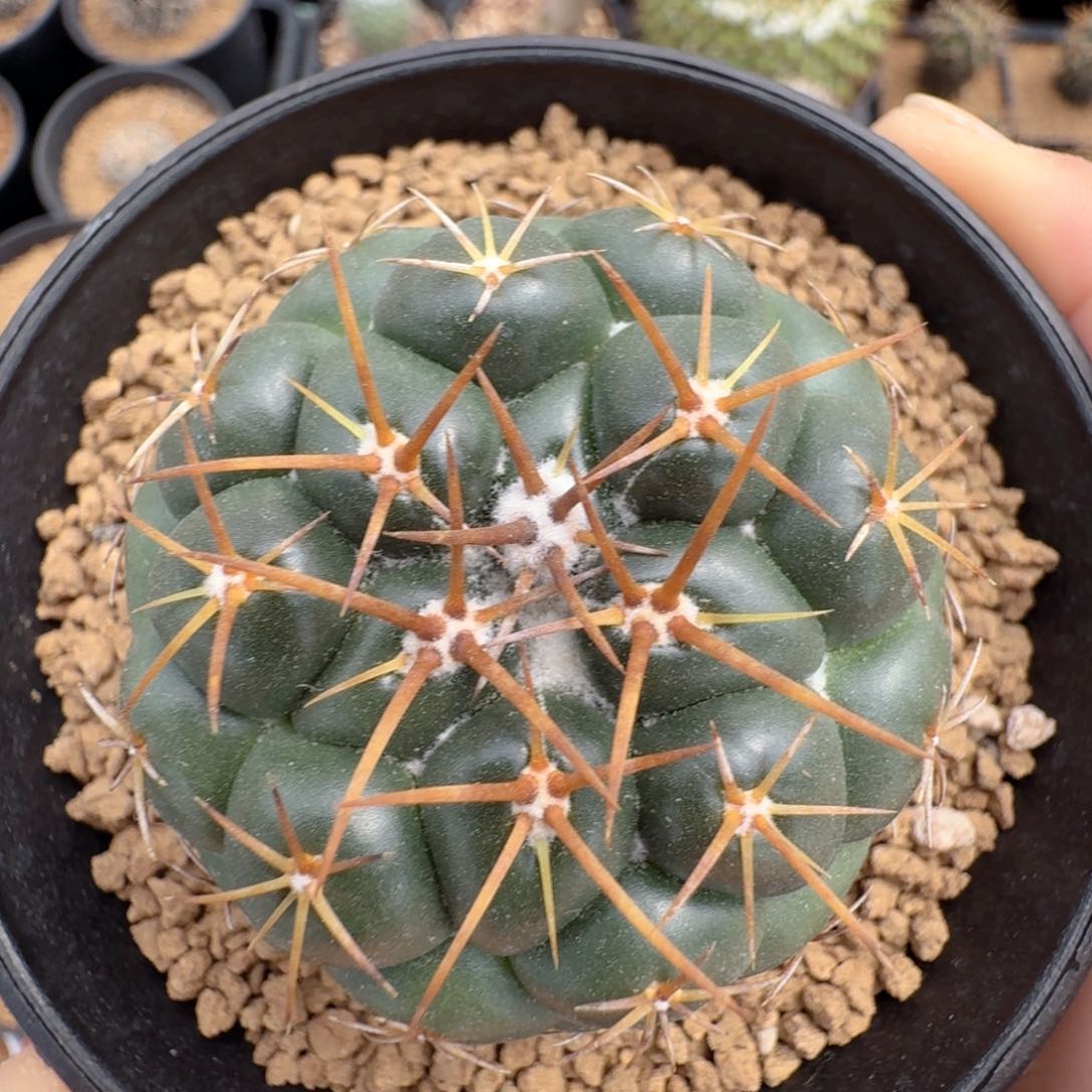 实生天丝象牙脱土发货