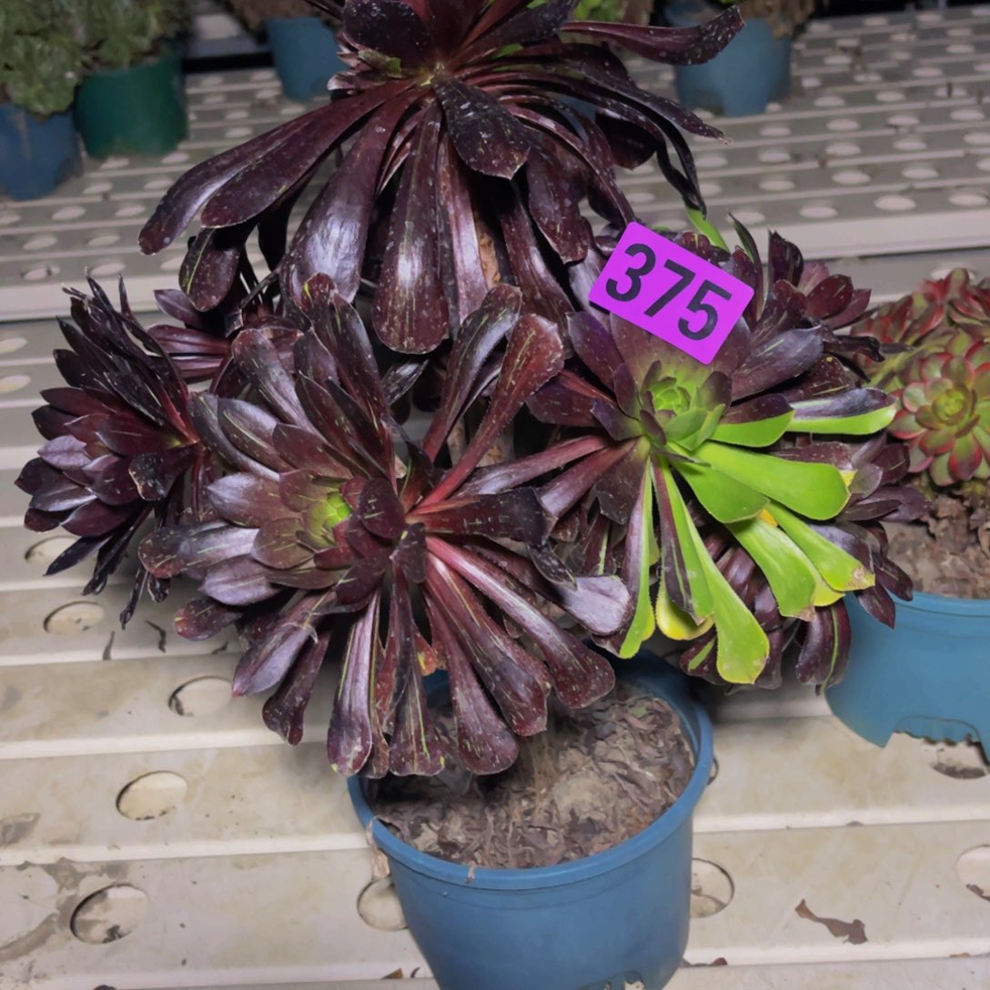 水墨丹青7//29包邮