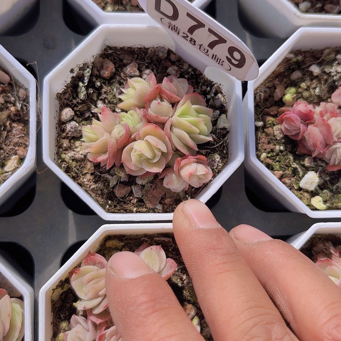 D779冰玫瑰锦一物一拍