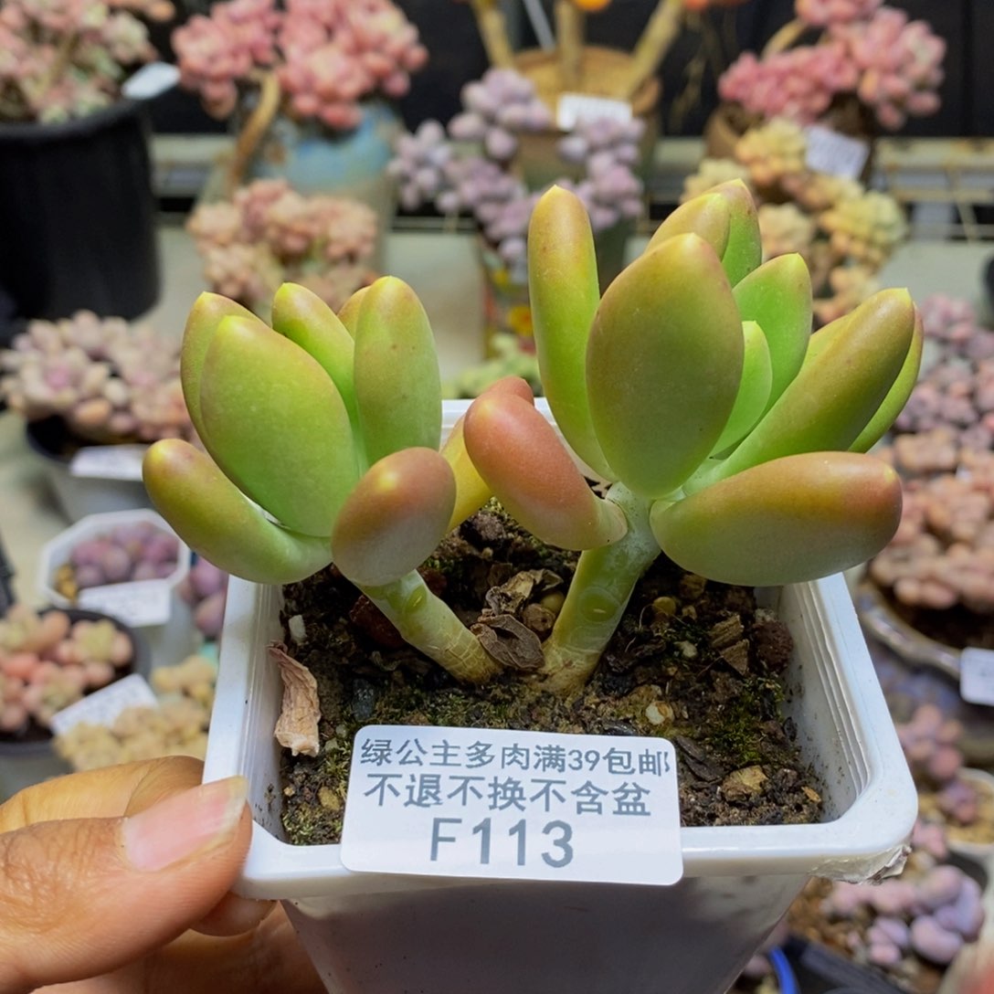 113金蟾多肉肉7c m