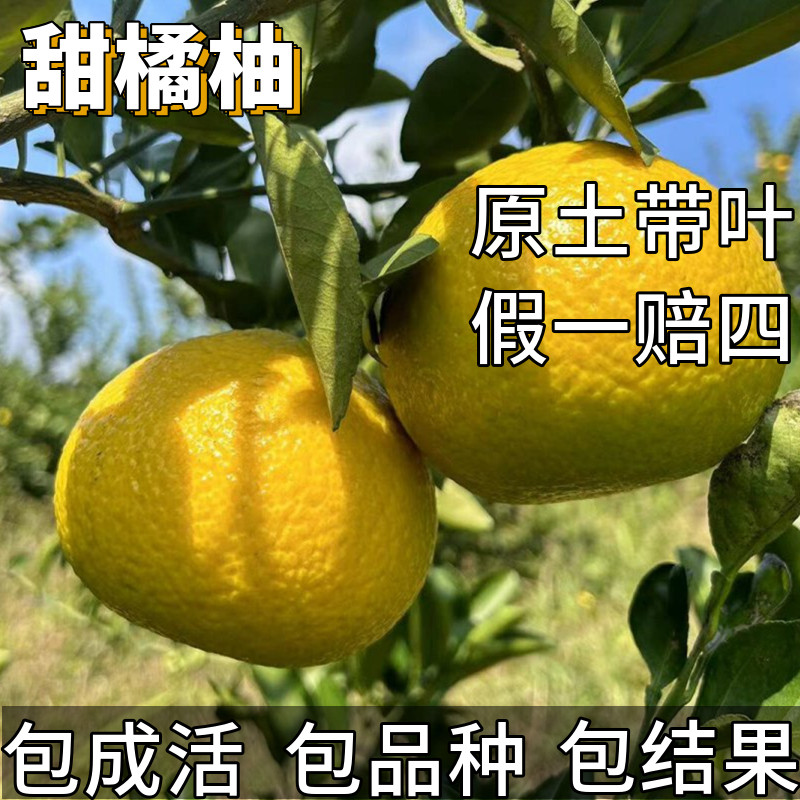 甜橘柚苗南北方种植耐寒桔柚果苗带土球盆栽嫁接柚子树苗当年结果