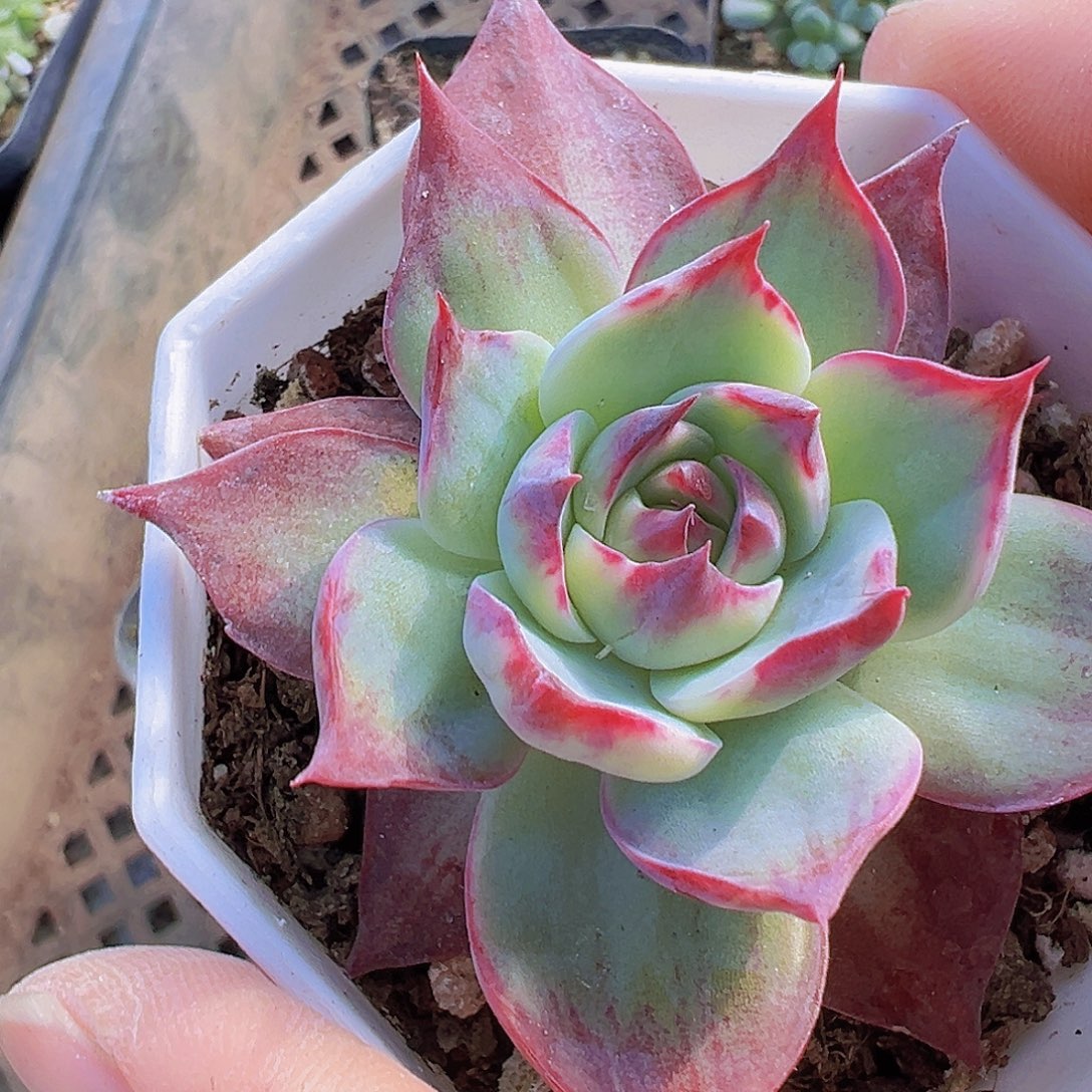 八角惊鸿19包邮多肉