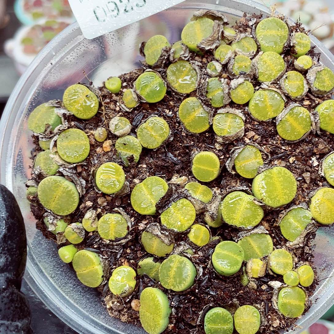 生石花满18包邮0923-217