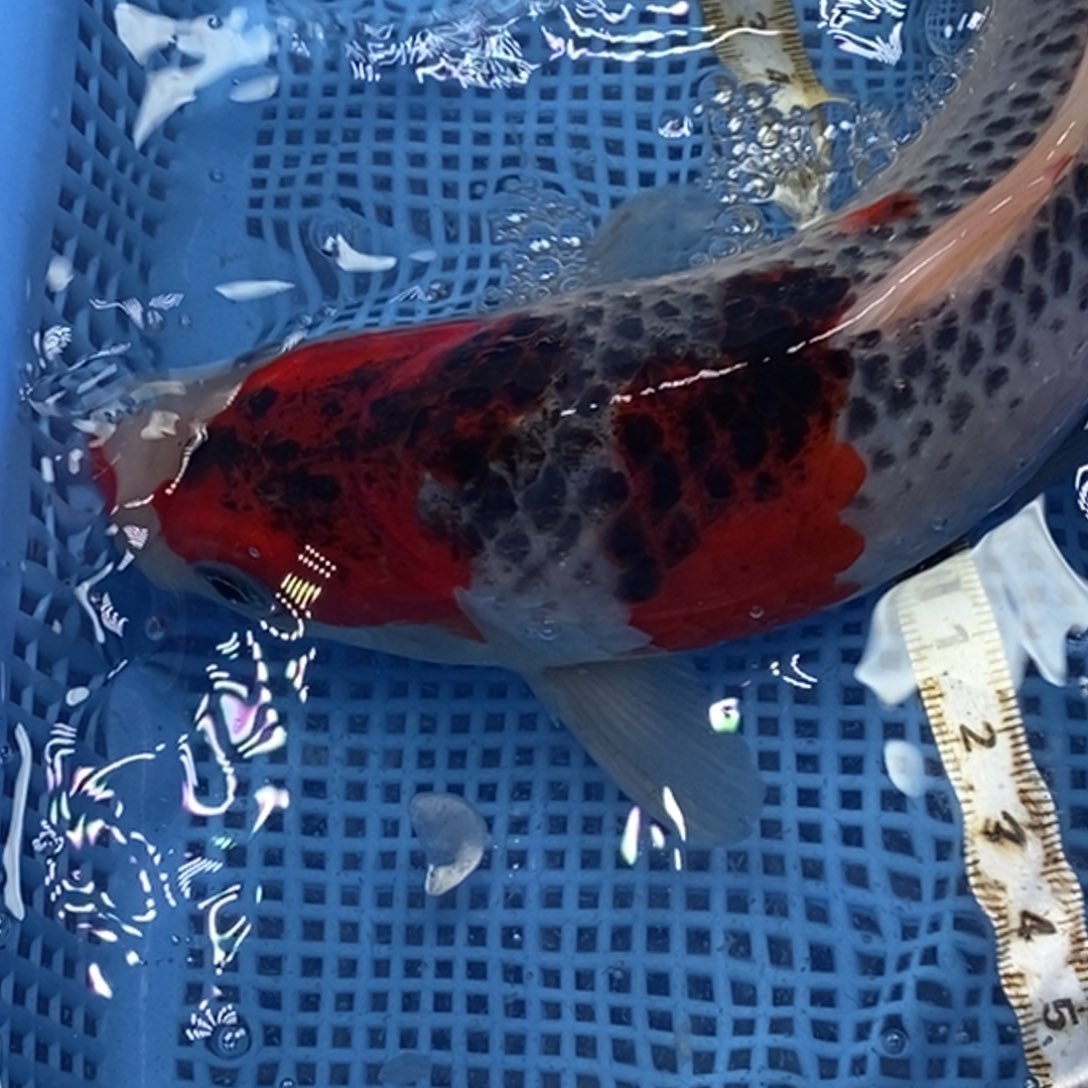 锦鲤冷水锦鲤包邮