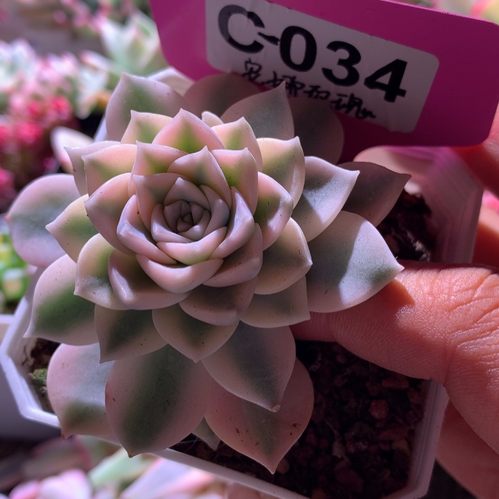 安娜玫瑰覆轮锦有根