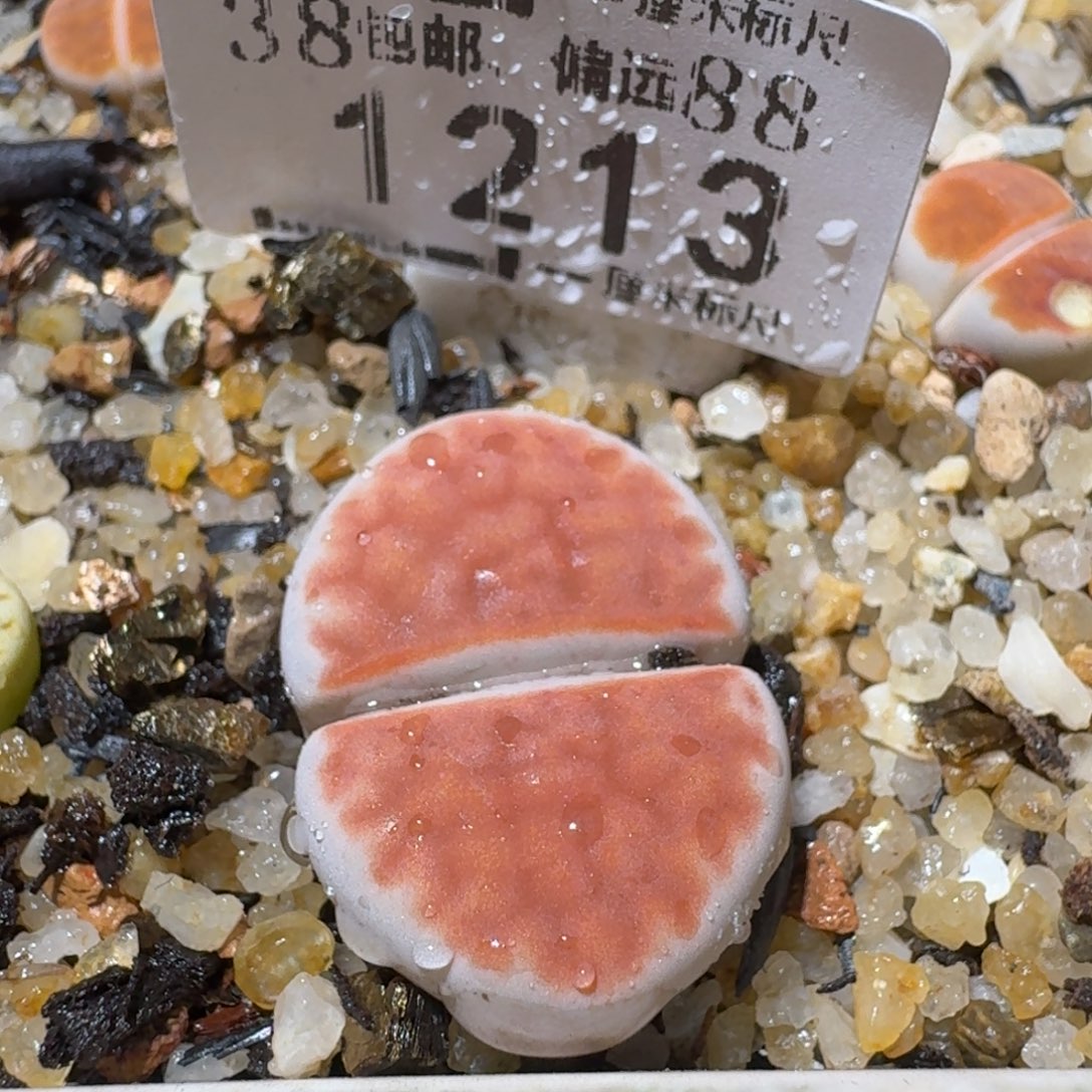 Sss清清清货了1213