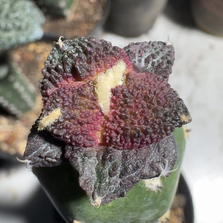 哥斯拉苗2.5公分仙人球