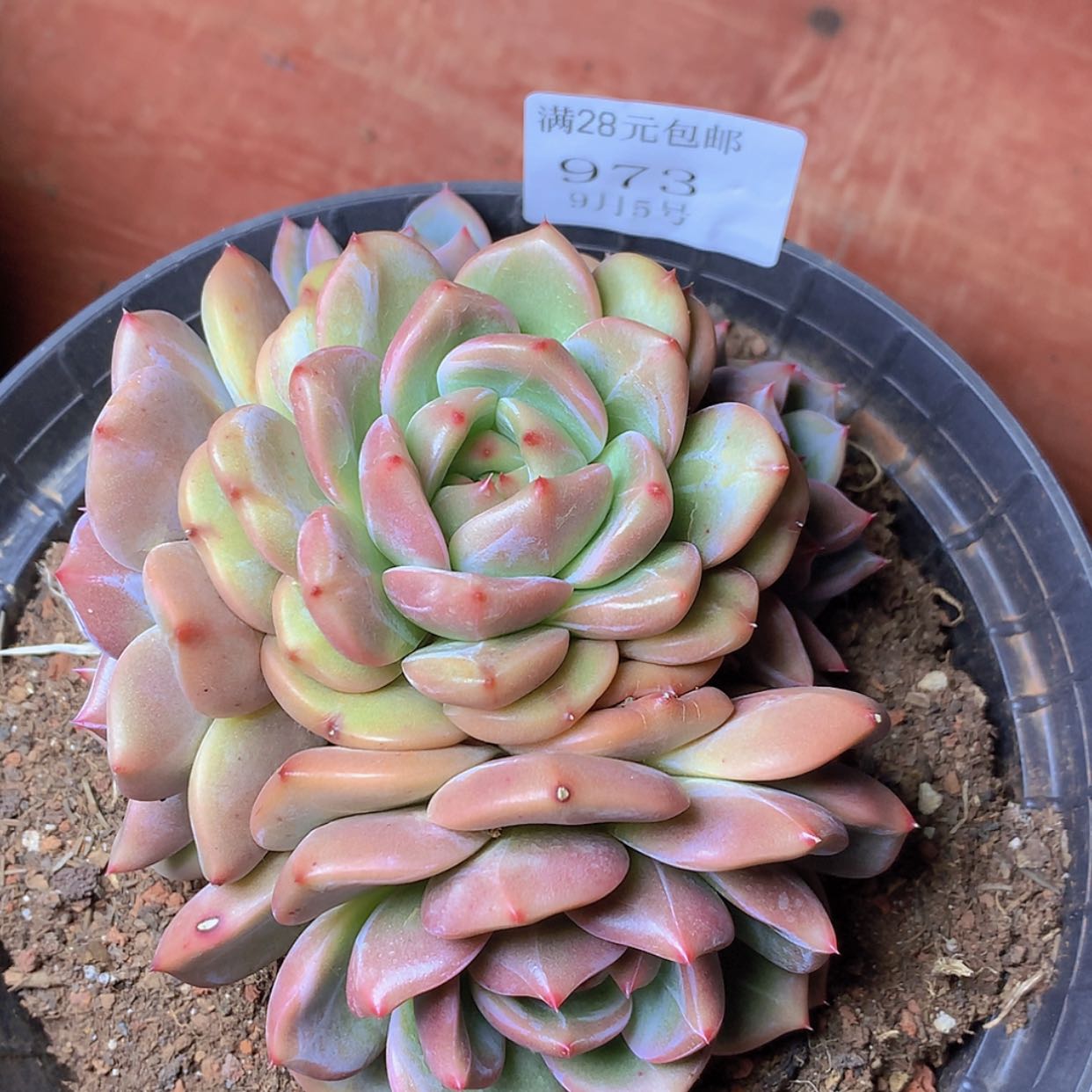 【闪购商品】云973号山茶花5头