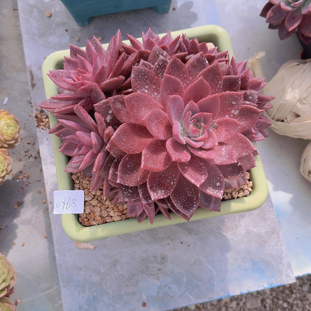 美***芝0968红糖卡多肉植物