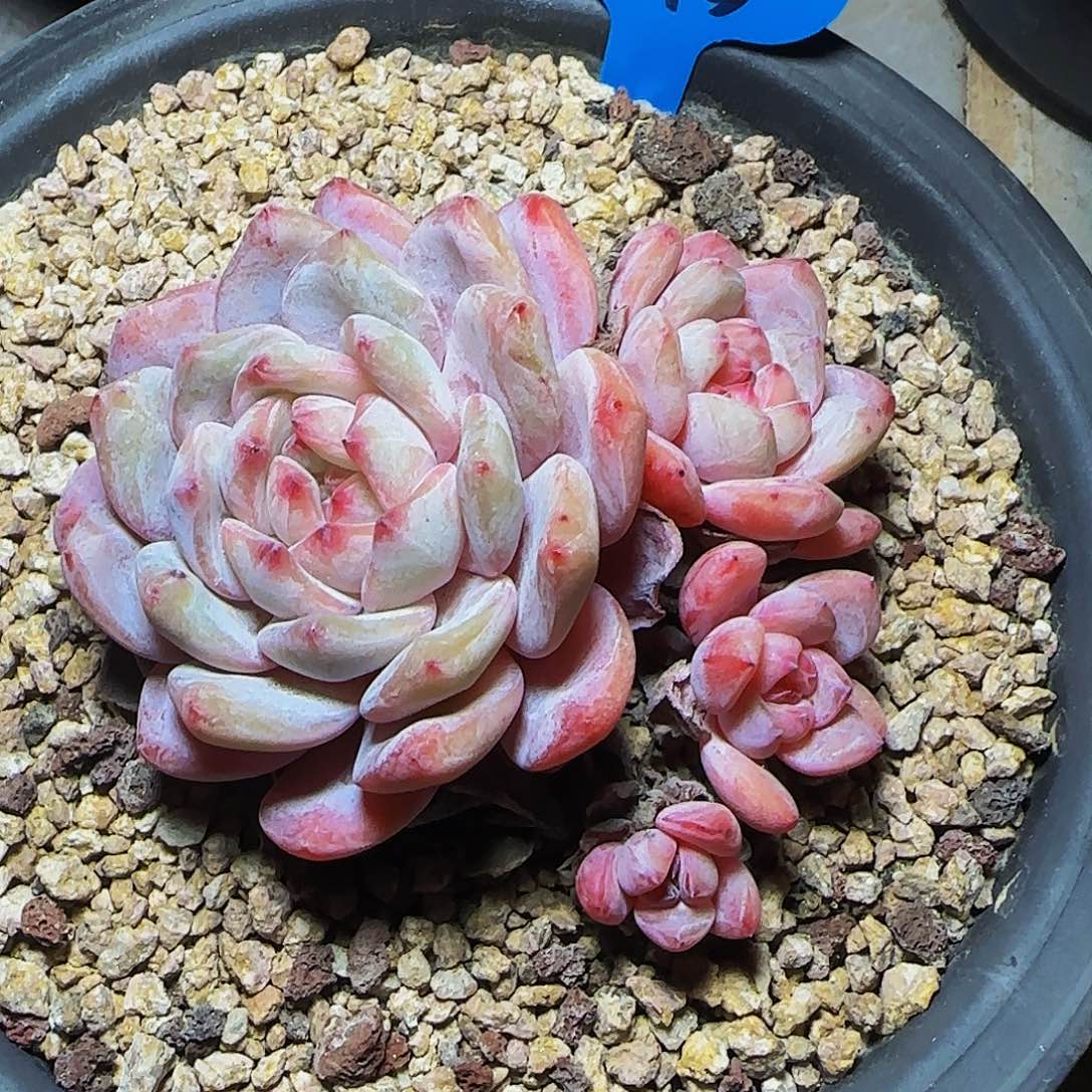 简****?橙梦露578号一物一拍